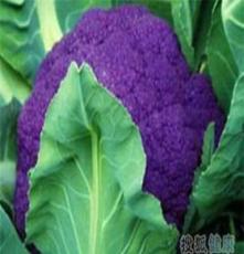 有机蔬菜套菜 无公害蔬菜 礼品套菜 箱装蔬菜紫菜花