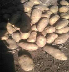 围场土豆代收批发土豆蔬菜