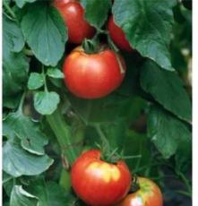 大棚菜蔬 无公害番茄