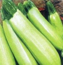 批发供应新鲜蔬菜西葫芦 荀瓜绿色无公害安全