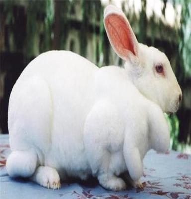 山东奇祥八点黑獭兔价格獭兔养殖技术山东兔笼兔罝齐全