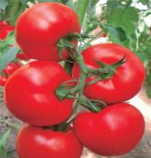 山东西红柿产地 西红柿价格