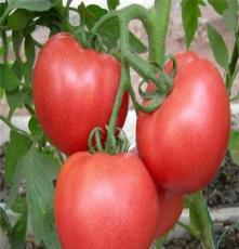 山东产地西红柿大量上市批发