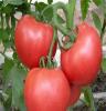 西红柿产地大量上市销售