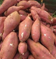 山东红薯种植产地大量红薯低价出售