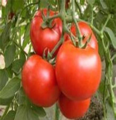 西红柿供应基地山东最大西红柿种植基地价格