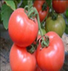 西红柿供应基地山东蔬菜种植批发市场