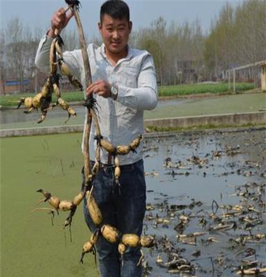 鄂莲6号莲藕种 浅水藕种植技术 立体养殖技术