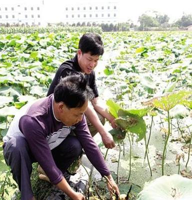 莲藕基地长期供应优质高产新鲜一级良种 莲藕种批发