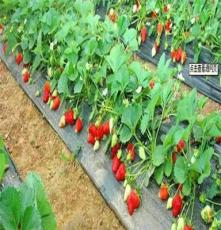 淄川草莓 小西红柿生态采摘园寻求旅行社合作