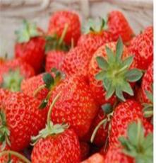 济源草莓、小西红柿采摘价格 采摘园的地点