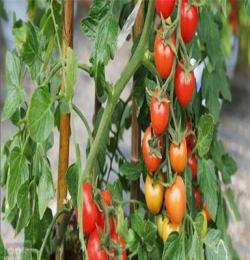 博山草莓、小西红柿采摘价格 采摘园的地点