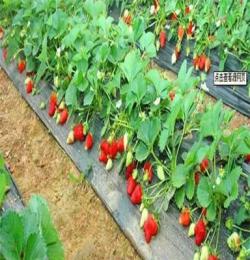 临淄草莓 小西红柿生态采摘园寻求旅行社合作