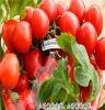 供应博山草莓 小西红柿