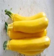 新鲜无公害蔬菜黄香蕉瓜野菜
