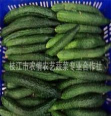 蔬菜批发 供应2012年夏季新鲜黄瓜 香脆可口 质优价廉