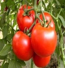 我蔬菜基地长期供应各种有机西红柿