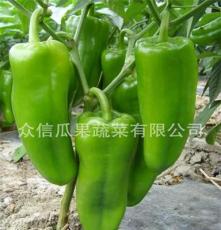 新鲜青椒出口 市场 产地直销