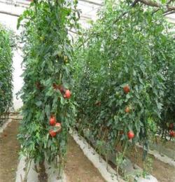 益富源微生物土壤改良剂，预防大棚番茄重茬土壤板结