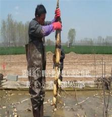 大型浅水藕防水布种植基地 启鹏谷物种植专业合作社