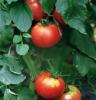 天然绿色环保蔬菜西红柿