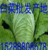 广西大棚白菜最新供应价格