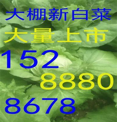 广东大棚白菜供应产地报价