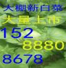 广东大棚白菜最新供应价格