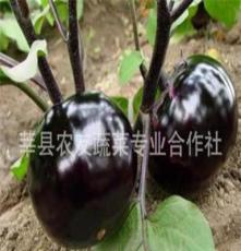天然新鲜有机蔬菜——圆茄