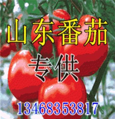 山东寿光蔬菜价格，寿光蔬菜行情，寿光蔬菜网，