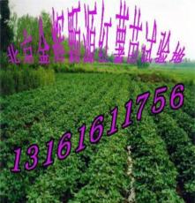 供应jinhuikeyuan脱毒紫薯种子种苗