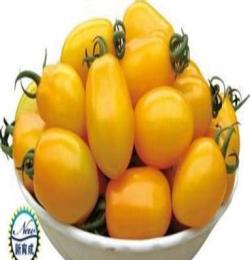台湾进口金玉-高产小番茄种子