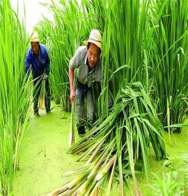 宏鸿农产品茭白供应