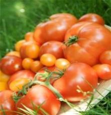 瓜果蔬菜 番茄 优质番茄