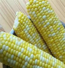 新鲜水果玉米 云南特产现摘农家甜玉米棒 包谷 非转基因