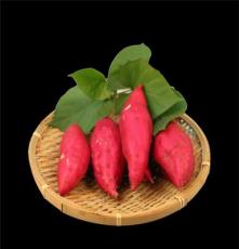 陕西洋县红薯供应优质红薯批发