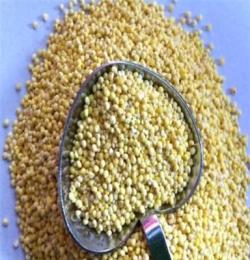 展鵬食品 優質大黃米 香糯 安神養胃 雜糧 粗糧 煮粥優選500G