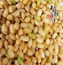 熟糙米2.5g/包 低温烘焙 现磨五谷养生粉 现磨五谷豆浆原料
