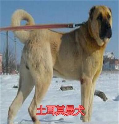 永丰哈士奇犬，吉娃娃犬，雪纳瑞犬优质供应商，价格优惠