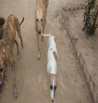鄂州杜高二个月以上犬出售，杜高视频观看