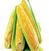 厂家直销玉米  质量保证