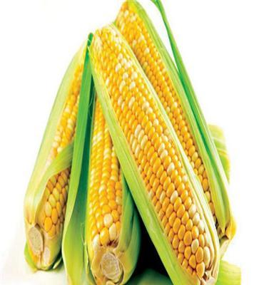 厂家直销玉米  质量保证