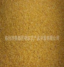 新货黄小米批发 优质黄小米 营养健康黄小米 补气补血佳品