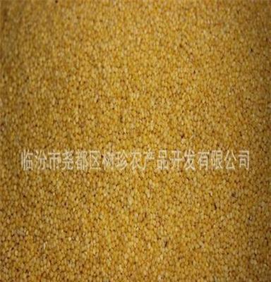 新货黄小米批发 优质黄小米 营养健康黄小米 补气补血佳品