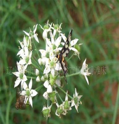 辽宁锦州韭菜花(图)