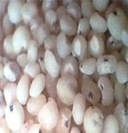 高粱米（辽宁省）-高粱米“批发高粱米