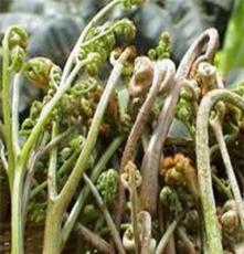 供应优质干蕨丨盐渍天然野生蕨菜丨蕨菜生产厂家
