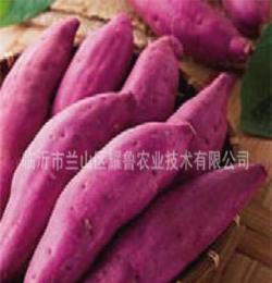 生产紫薯粉原粉 精制紫薯纯粉 熟化天然紫薯粉 熟化紫薯粉加工