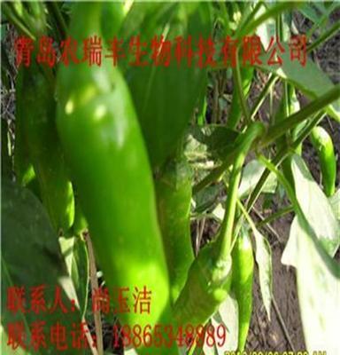 农瑞丰(在线咨询) 宿州辣椒种子