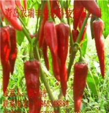 英潮红(图) 色素辣椒种子